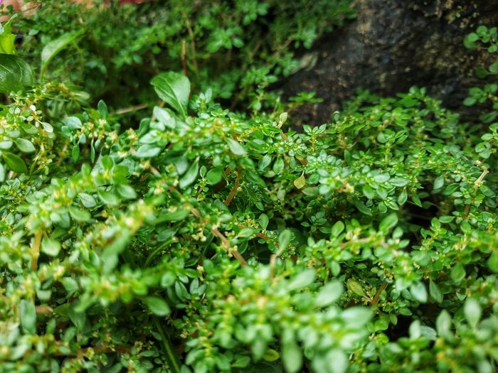 High angle view of plants growing on land