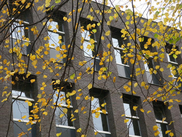 Low angle view of yellow tree against building