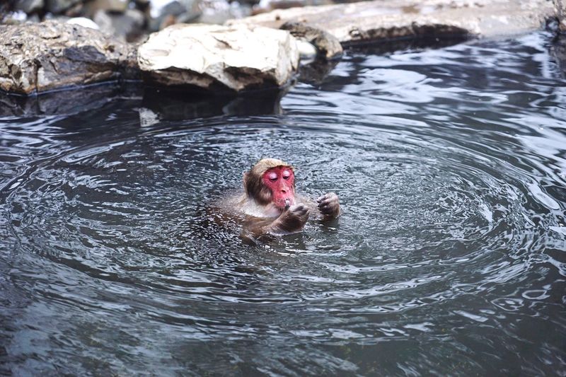 Portrait of monkey swimming in water