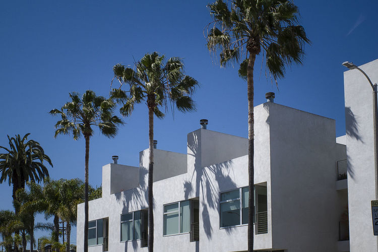 Low angle view of palm trees and building against blue sky