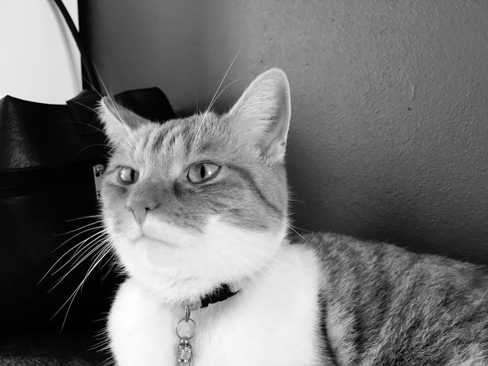 Close-up portrait of cat sitting at home