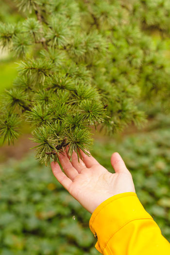 Cropped hand holding plant