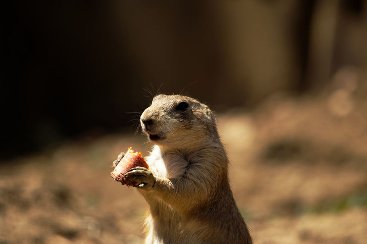 Close up of black-tailed prairie dog eating carrot