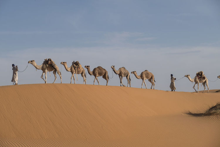 Camel caravan is crossing the sahara desert  on dunes in soft afternoon light.