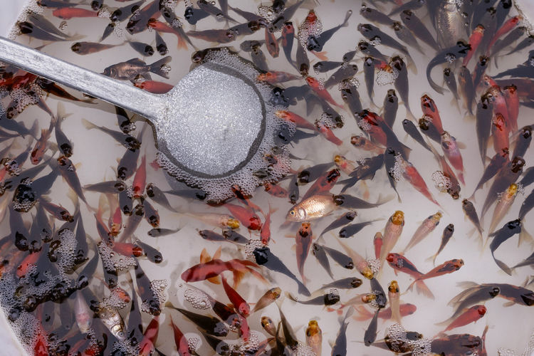 Small goldfishes brought for sale at iranian bazaar