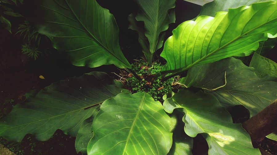 High angle view of leaves