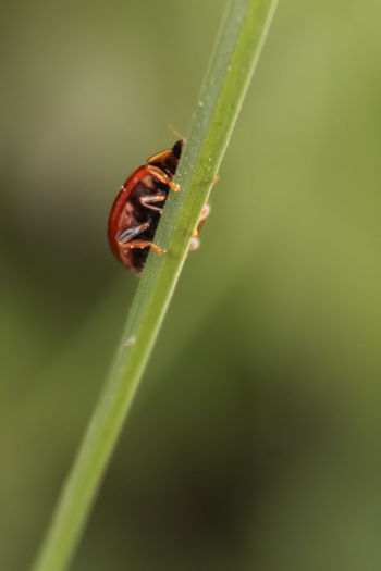 Close-up of insect on leaf