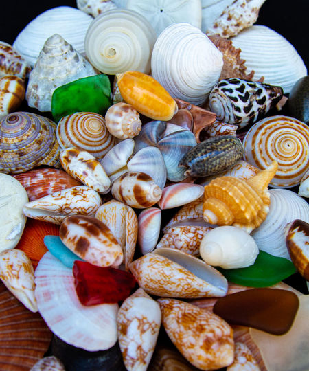 Full frame shot of seashells on table