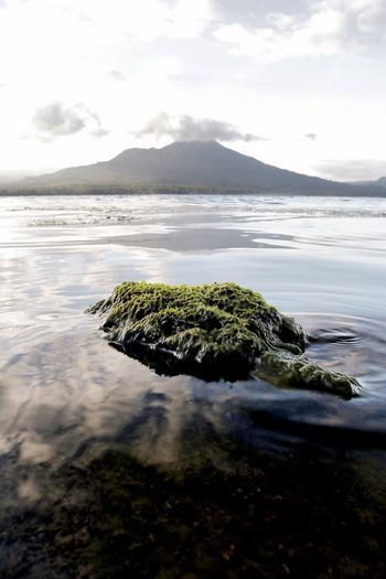 Moss covered rock at lake batur