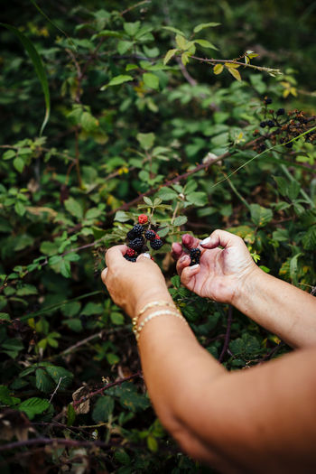 Cropped hands of woman picking berries from plant