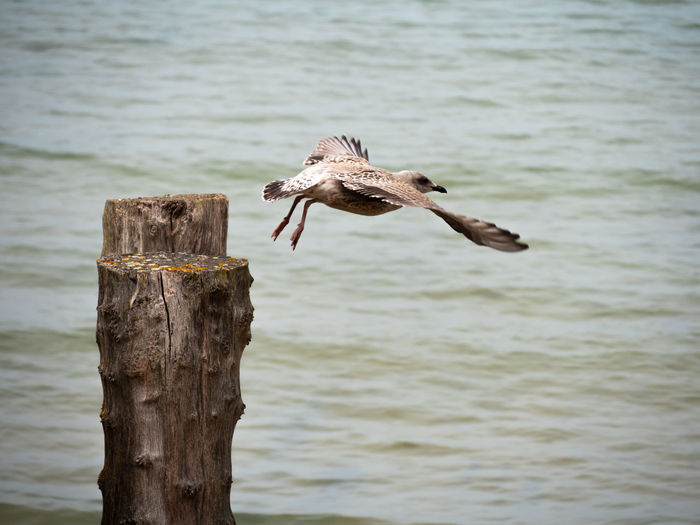Bird flying over wooden post