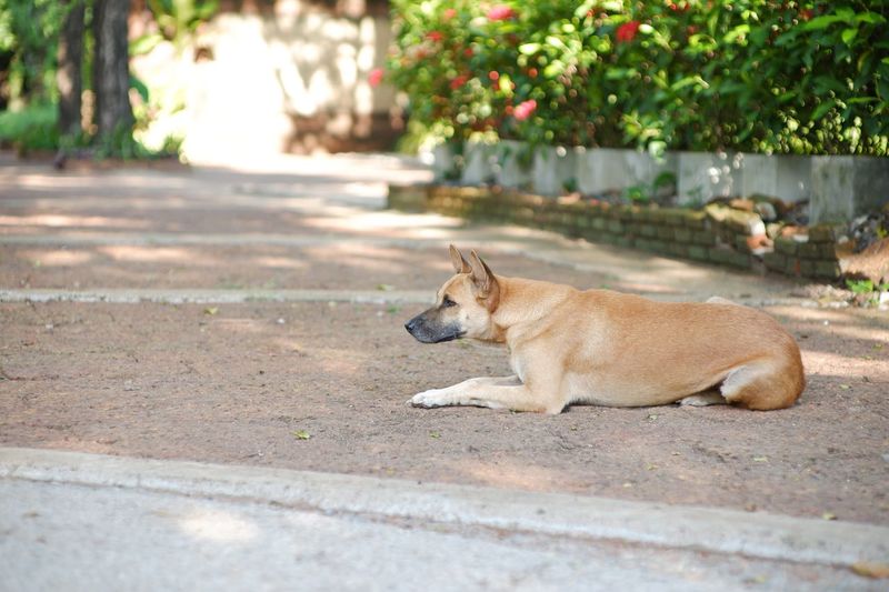 Side view of dog relaxing on footpath
