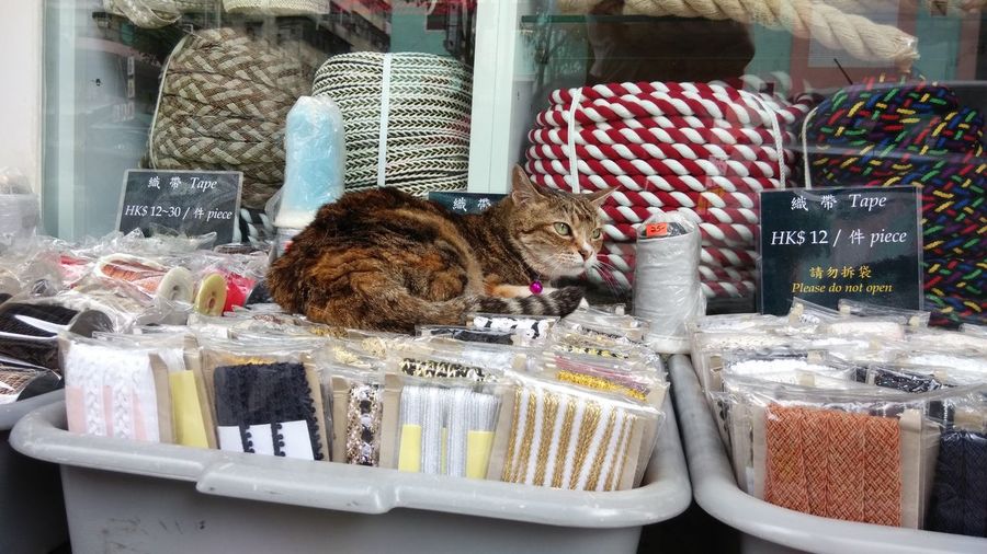 Cat lying on laces at market stall