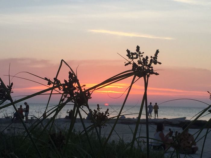 Close-up of silhouette plants by sea against sky during sunset