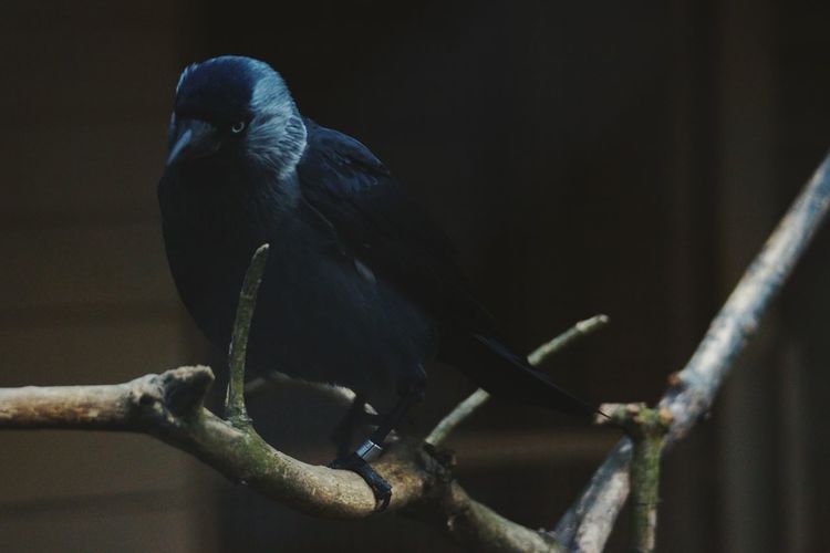 Close-up of western jackdaw perching on branch