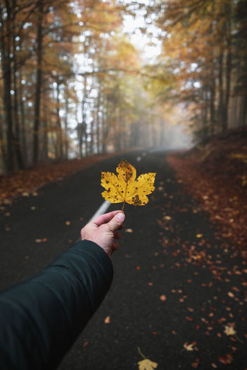Cropped hand of person holding yellow maple leaves during autumn