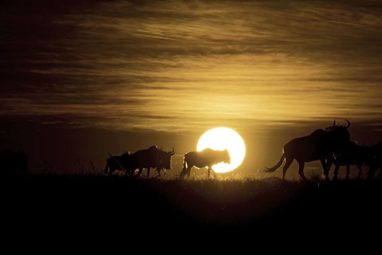 Silhouette wildebeest on field against sky during sunrise 