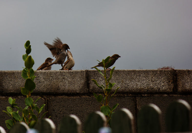 Birds perching on a wall