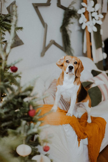 Close-up of dog by christmas tree