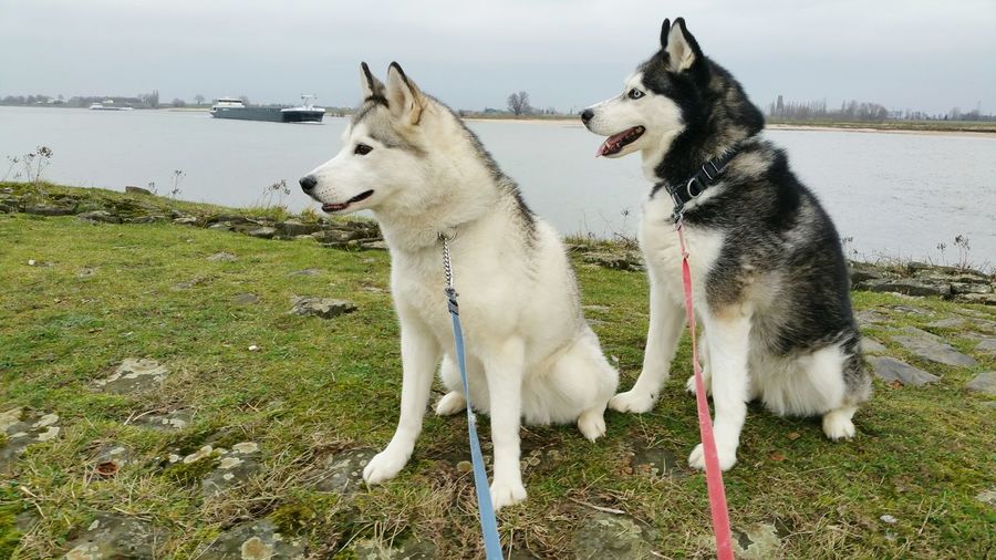 Siberian husky dogs on field by lake