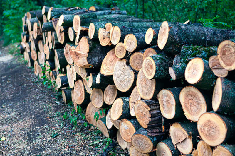 Pile of wood logs in the forest