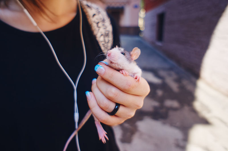 The girl holds a young domestic rat with her hands. the pet is a pig.