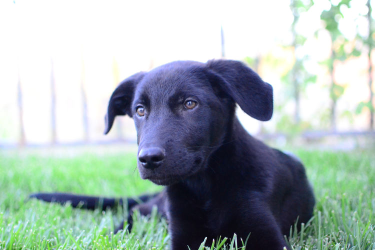 Close-up of black dog on grassy field
