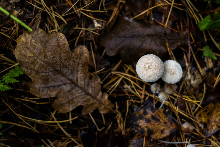 Close-up of mushrooms in autumn