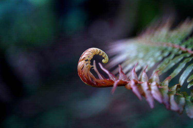 Close-up of fresh fern