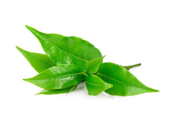 leaf
