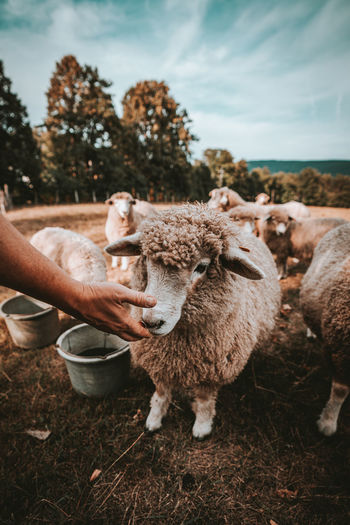 Cropped hand feeding sheep