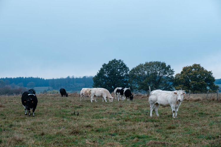 Cows grazing in a field