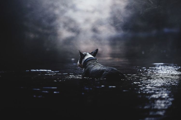 View of a dog in water