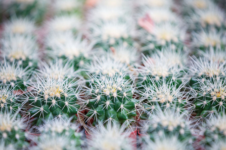 Full frame shot of cactus plants on field