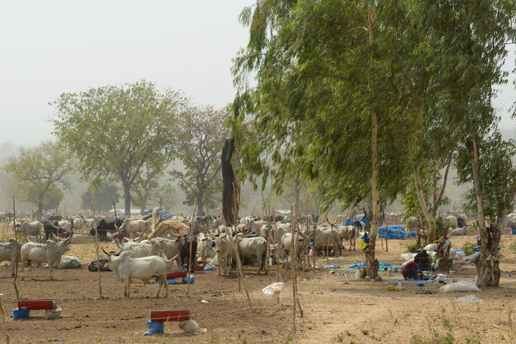 View of cows on field against trees