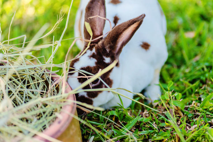 Close-up of rabbit by straw on field