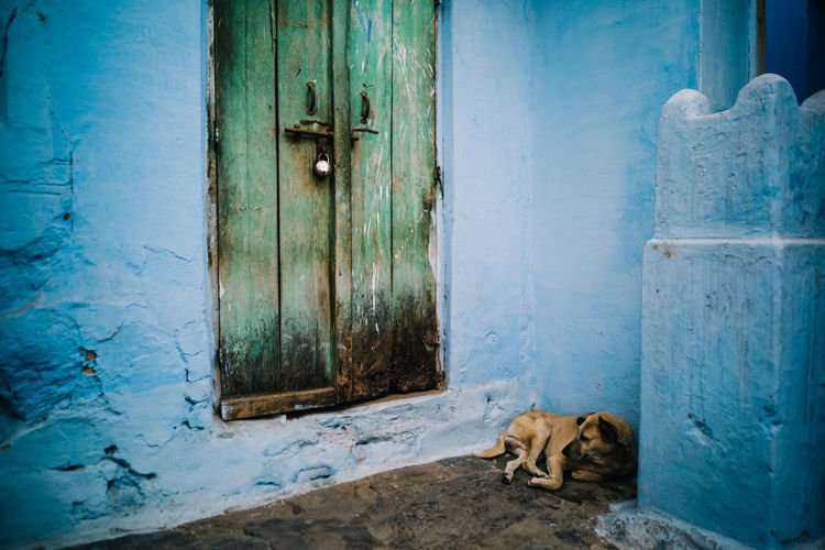 Dog resting on closed door