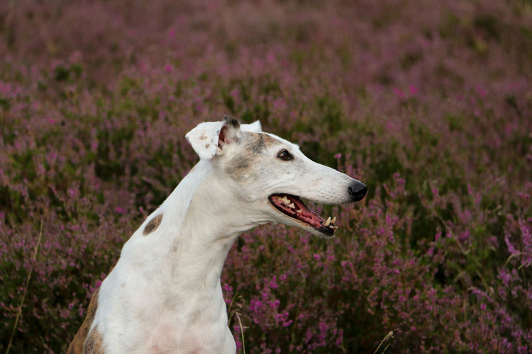 Close-up of a dog looking away