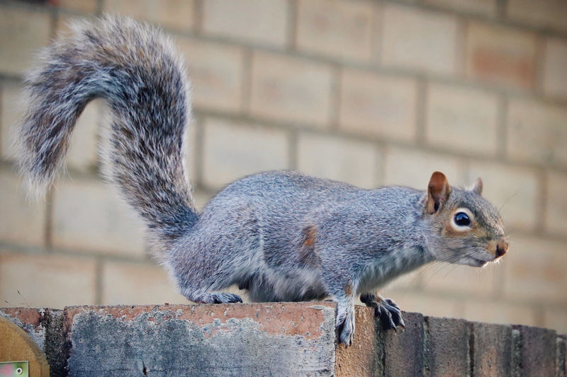 Close-up of squirrel on wall