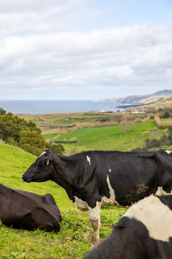 Cute cows at the azores islands, on pasture, view to the ocean.