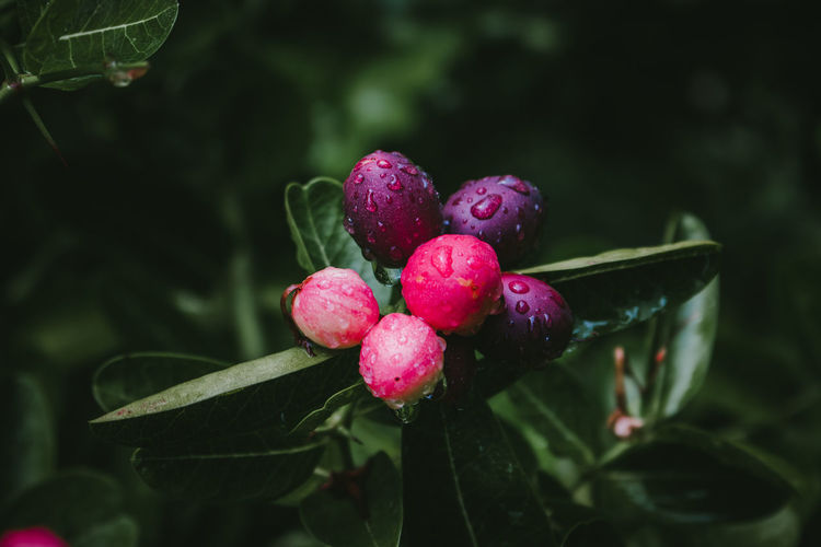 Close-up of wet berries growing on plant