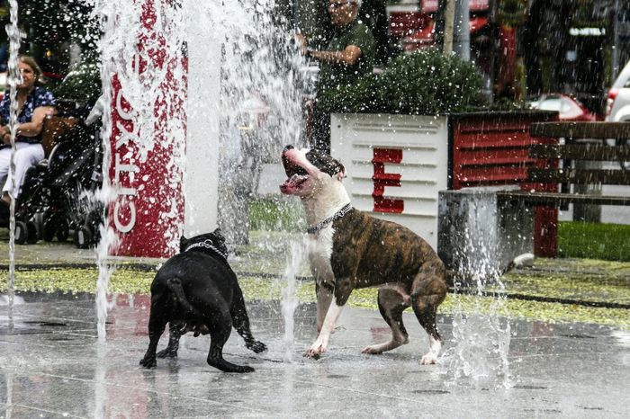 Dogs playing at water fountains in city