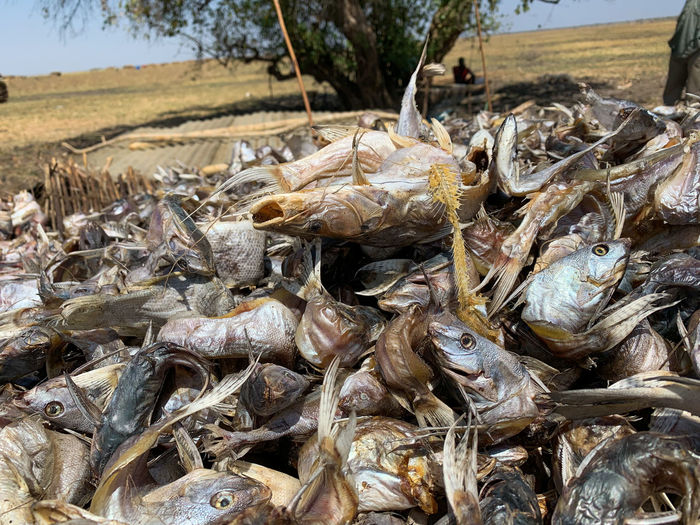 Close-up of fish for sale in market