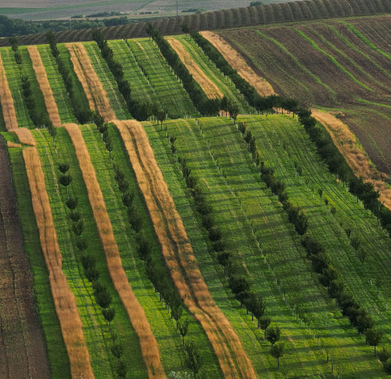 Strips with fruit trees as protection against soilt erosion, south moravia, czech republic
