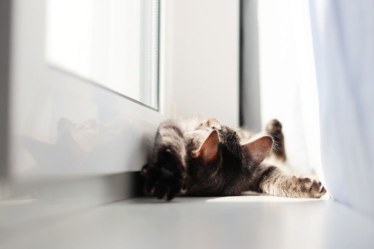 Cat resting on a window