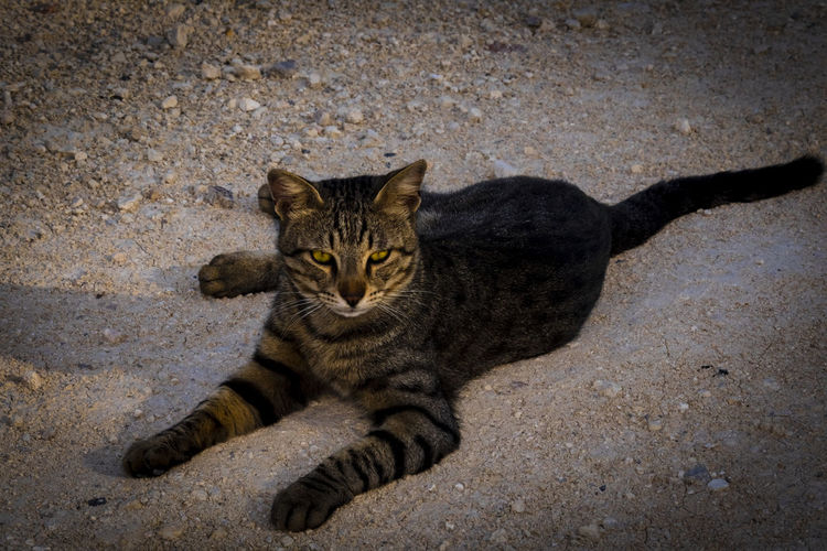 Portrait of cat relaxing outdoors