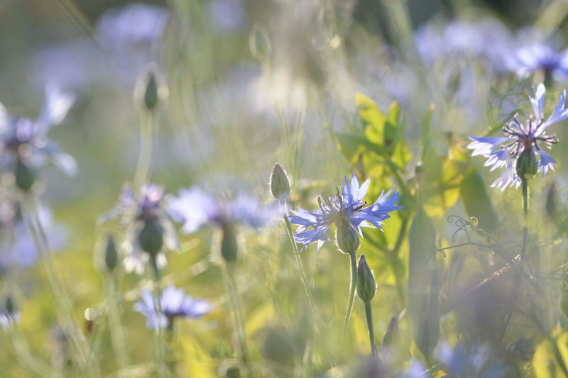 Close-up of purple flowering plants on field