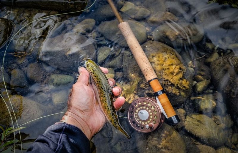 Cropped hand holding fish at riverbank