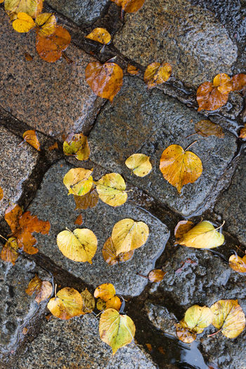 High angle view of autumn leaves on rock