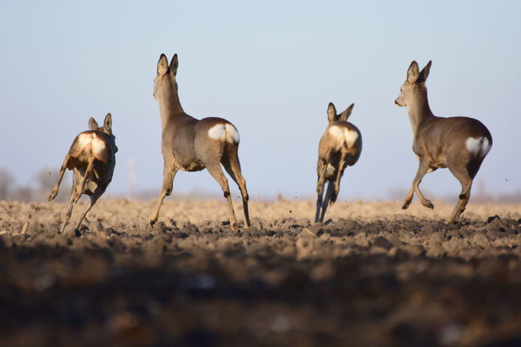 Deer running on field against sky